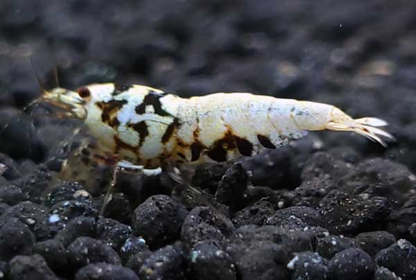画像5: 【F0 SNOW 　種親（18〜22mm）】10匹　エビ　蝦　アクアリウム　水草　熱帯魚　shrimp aquarium water plants (5)