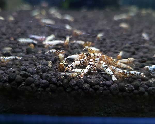 画像2: 【F0 SNOW 　若個体（12〜15mm）】10匹　エビ　蝦　アクアリウム　水草　熱帯魚　shrimp aquarium water plants (2)