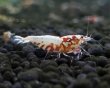 画像2: 【F0 SNOW 　種親（18〜22mm）】10匹　エビ　蝦　アクアリウム　水草　熱帯魚　shrimp aquarium water plants (2)