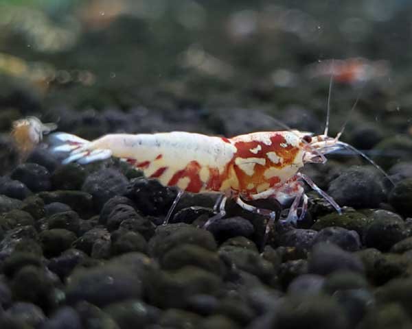画像2: 【F0 SNOW 　種親（18〜22mm）】10匹　エビ　蝦　アクアリウム　水草　熱帯魚　shrimp aquarium water plants (2)