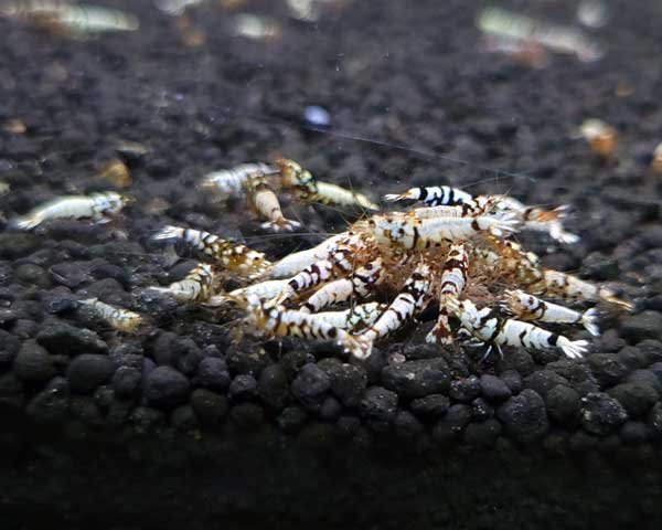 画像4: 【F0 SNOW 　若個体（12〜15mm）】10匹　エビ　蝦　アクアリウム　水草　熱帯魚　shrimp aquarium water plants (4)