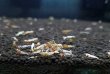 画像5: 【F0 SNOW 　若個体（12〜15mm）】10匹　エビ　蝦　アクアリウム　水草　熱帯魚　shrimp aquarium water plants (5)