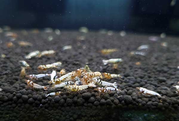 画像5: 【F0 SNOW 　若個体（12〜15mm）】10匹　エビ　蝦　アクアリウム　水草　熱帯魚　shrimp aquarium water plants (5)