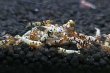 画像9: 【F0 SNOW 　若個体（12〜15mm）】10匹　エビ　蝦　アクアリウム　水草　熱帯魚　shrimp aquarium water plants (9)