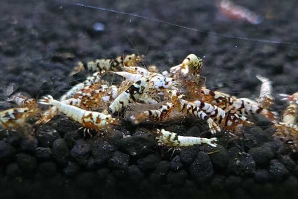 画像9: 【F0 SNOW 　若個体（12〜15mm）】10匹　エビ　蝦　アクアリウム　水草　熱帯魚　shrimp aquarium water plants (9)