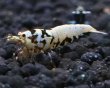 画像8: 【F0 SNOW 　種親（18〜22mm）】10匹　エビ　蝦　アクアリウム　水草　熱帯魚　shrimp aquarium water plants (8)