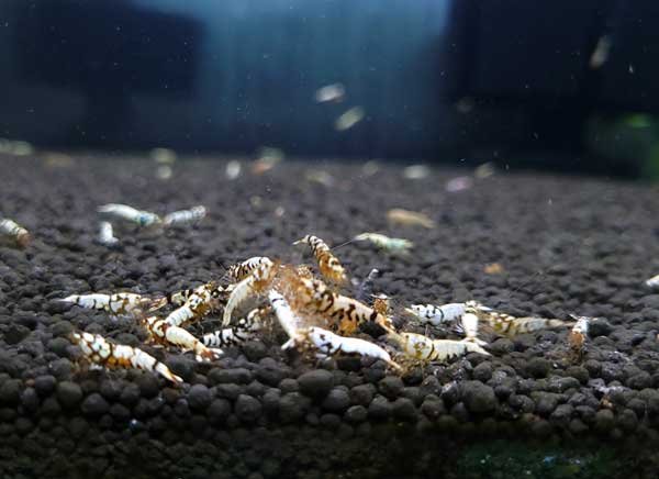 画像6: 【F0 SNOW 　若個体（12〜15mm）】10匹　エビ　蝦　アクアリウム　水草　熱帯魚　shrimp aquarium water plants (6)