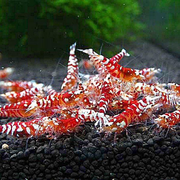 画像2: ファンシータイガーシュリンプ　レッド１０匹（13〜15mm）死着補償１匹　シュリンプ　shrimp エビ　アクアリウム　aquarium (2)