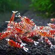 画像1: ファンシータイガーシュリンプ　レッド１０匹（13〜15mm）死着補償１匹　シュリンプ　shrimp エビ　アクアリウム　aquarium (1)