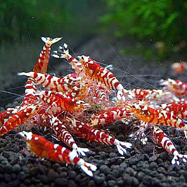 画像1: ファンシータイガーシュリンプ　レッド１０匹（13〜15mm）死着補償１匹　シュリンプ　shrimp エビ　アクアリウム　aquarium (1)