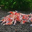 画像3: ファンシータイガーシュリンプ　レッド１０匹（13〜15mm）死着補償１匹　シュリンプ　shrimp エビ　アクアリウム　aquarium (3)