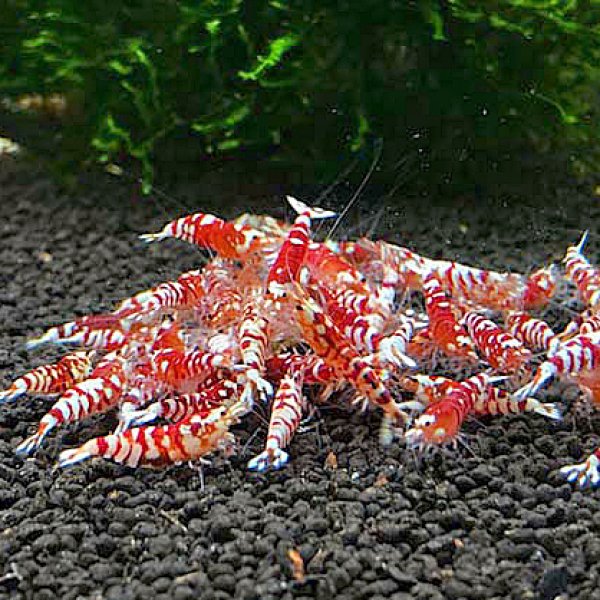 画像3: ファンシータイガーシュリンプ　レッド１０匹（13〜15mm）死着補償１匹　シュリンプ　shrimp エビ　アクアリウム　aquarium (3)