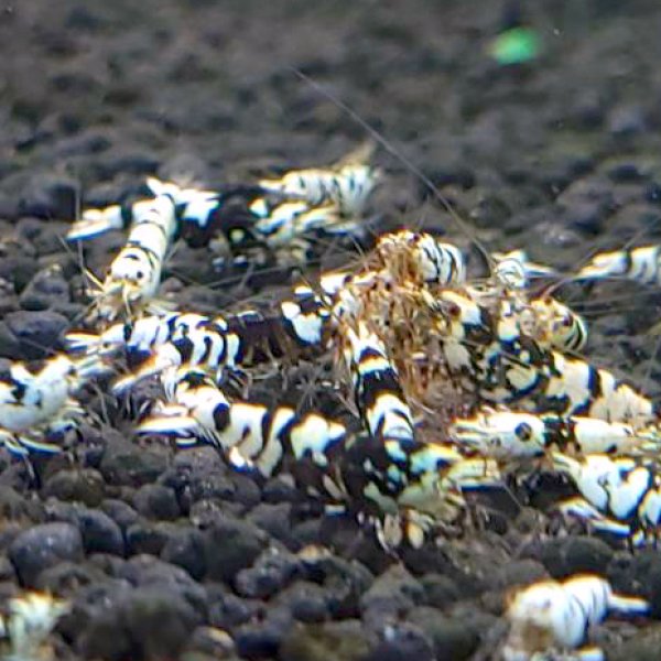 画像3: ファンシータイガーシュリンプ　ブラック１０匹（13〜15mm）死着補償１匹　シュリンプ　shrimp エビ　アクアリウム　aquarium (3)