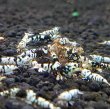 画像2: ファンシータイガーシュリンプ　ブラック１０匹（13〜15mm）死着補償１匹　シュリンプ　shrimp エビ　アクアリウム　aquarium (2)