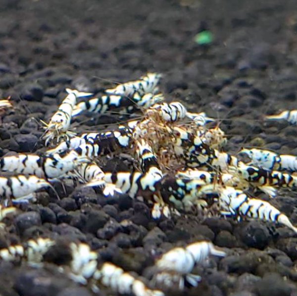 画像2: ファンシータイガーシュリンプ　ブラック１０匹（13〜15mm）死着補償１匹　シュリンプ　shrimp エビ　アクアリウム　aquarium (2)