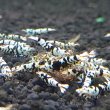 画像1: ファンシータイガーシュリンプ　ブラック１０匹（13〜15mm）死着補償１匹　シュリンプ　shrimp エビ　アクアリウム　aquarium (1)