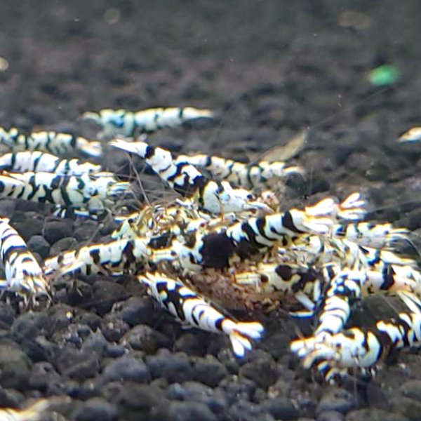 画像1: ファンシータイガーシュリンプ　ブラック１０匹（13〜15mm）死着補償１匹　シュリンプ　shrimp エビ　アクアリウム　aquarium (1)