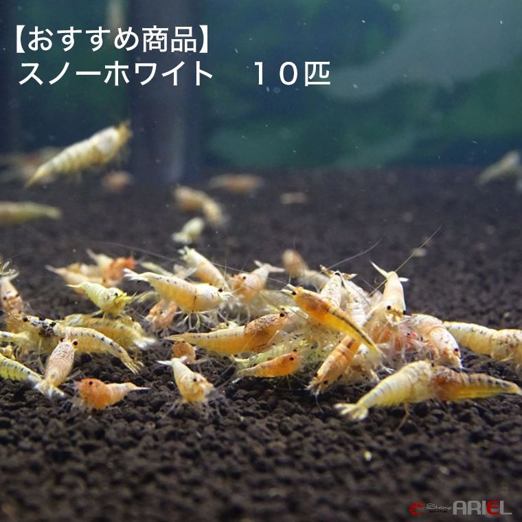 7045円 低価格化 ゼウスシュリンプ ギャラクシー ミルキー ５匹 １匹 約１．５cm
