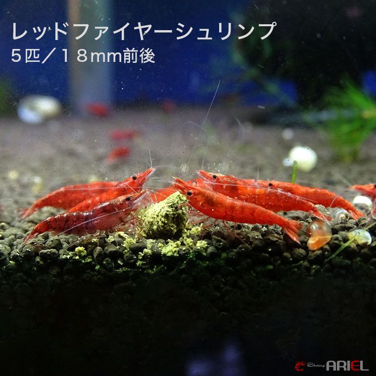 市場 エビ 30匹セット+3匹おまけ付き レッドファイヤーシュリンプ シュリンプ