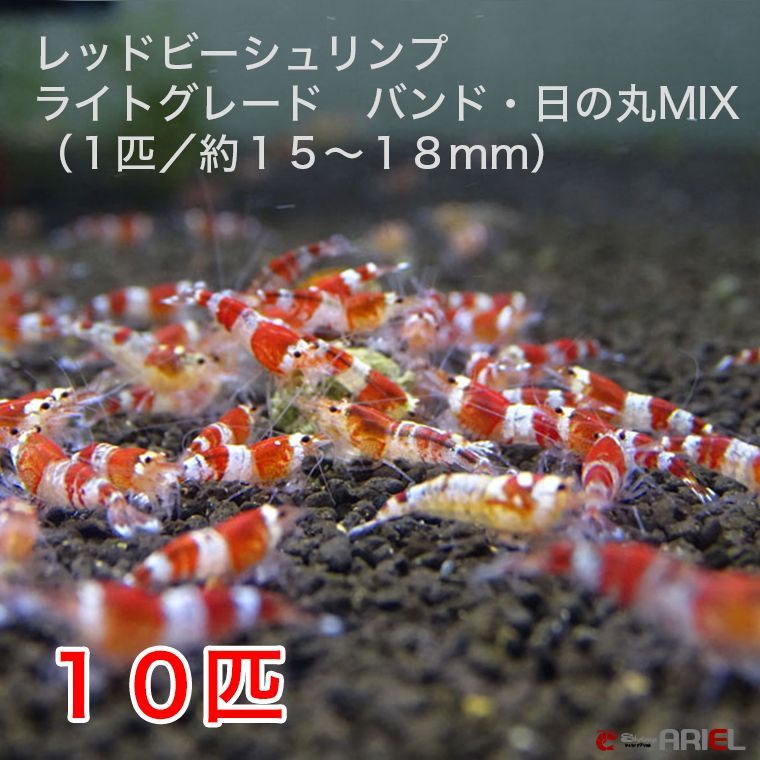 レッドビーシュリンプ ライトグレード バンド・日の丸MIX（10匹／13〜18mm前後）死着補償サービス＋２匹 - シュリンプ販売 シュリンプアリエル